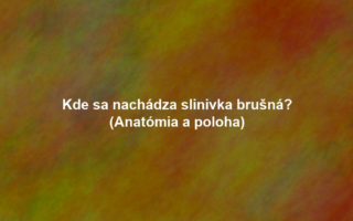 Kde sa nachádza slinivka brušná? (Anatómia a poloha)